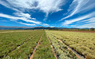 Field