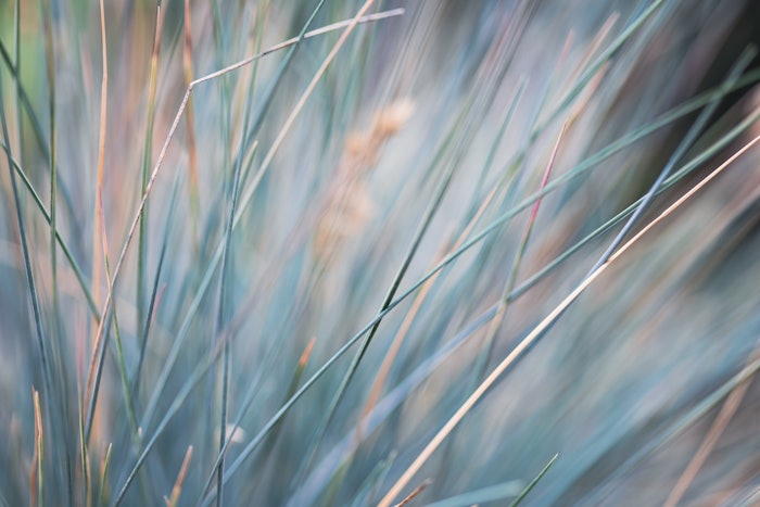 Inolex Patents Cationic Lipid Technology