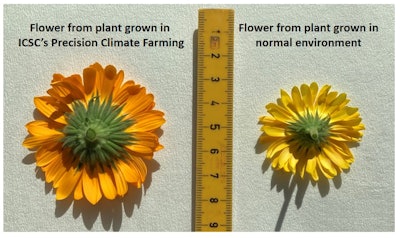 Picture 3 Comparision Of Calendula Flowers