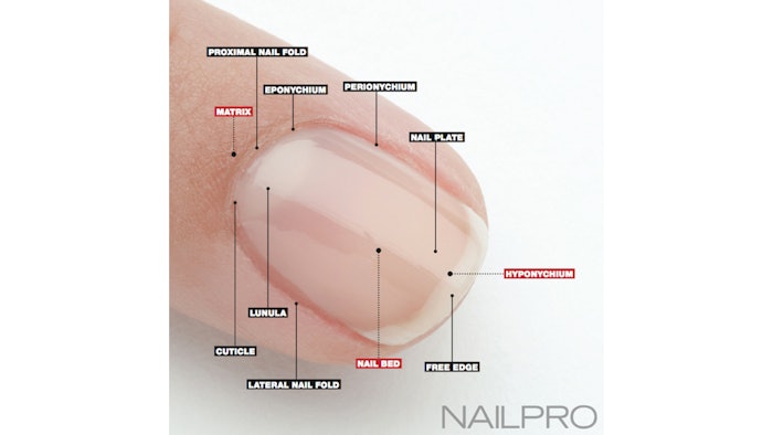Basic nail anatomy is a must for working techs. Learn the essential parts of the nail, from base to tip and everything in between.