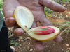 Nutmeg