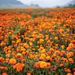 Tagetes