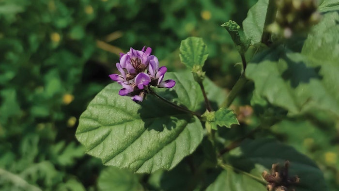 Formatted Grant Shutterstock 2130914702