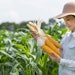 woman harvesting ears of corn in field wearing sun hat