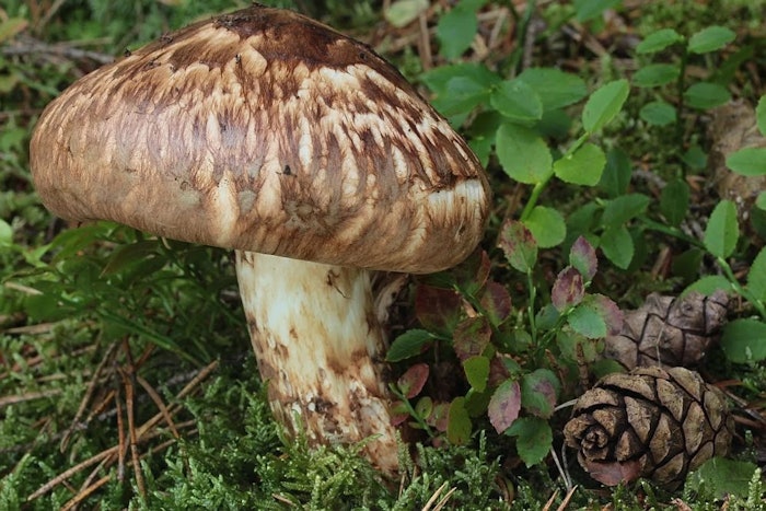 Tricholoma Matsutake