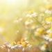 Field of Chamomile