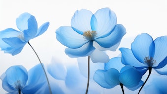 Blue flowers