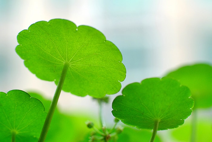 BASF's Oximony comprises an extract of Lysimachia christinae that is FairWild certified.