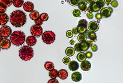 According to the company, the ingredient enables the targeted delivery of the carotenoid-rich algae Haematococcus pluvialis to specific skin layers.