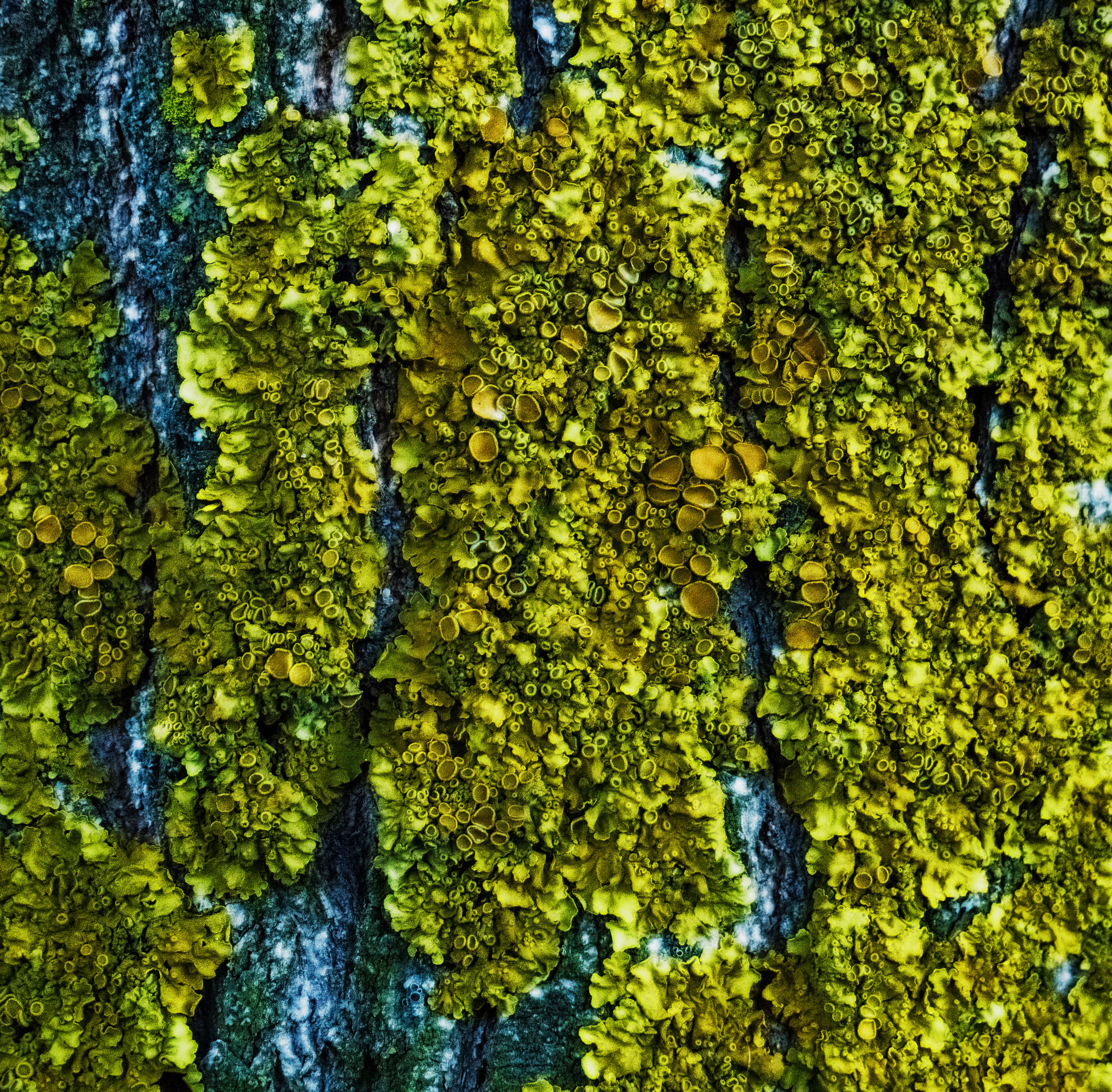 Shiloxomeofficial 634672312a6f68