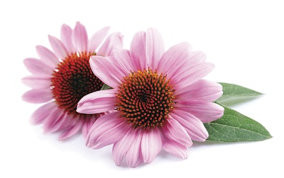 Adobe Stock 118400901