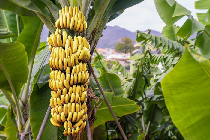 Isoamyl acetate is commonly associated with banana flavors.