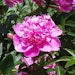 Peony Flower Imageshakuyaku01 (1)