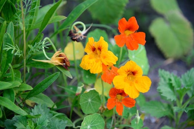 Silab recently disclosed new efficacy data for its Oxygeskin active ingredient derived from the nasturtium flower.