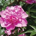 Peony Peo Glo Ichimaru Pharcos