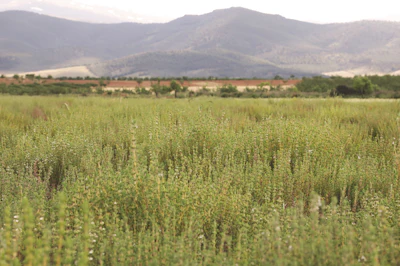 Golden grain field with mountain range and village settlement in the distance under hazy sky