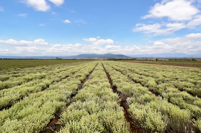 Rows of green crops stretching across a flat agricultural field with mountains visible on the horizon under a partly cloudy sky