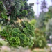 Derived from the wood of Japanese cypress (Chamaecyparis obtusa), Seikodo Ishida Co., Ltd.’s hinoki oil is a distinctive natural ingredient that combines a fresh coniferous character with warm woody depth and strong sustainability credentials.