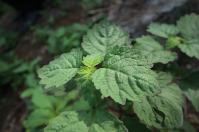 Indesso has developed a green patchouli absolute positioned as a more complete expression of Indonesian patchouli, shaped by extraction practices designed to retain broader olfactory complexity.