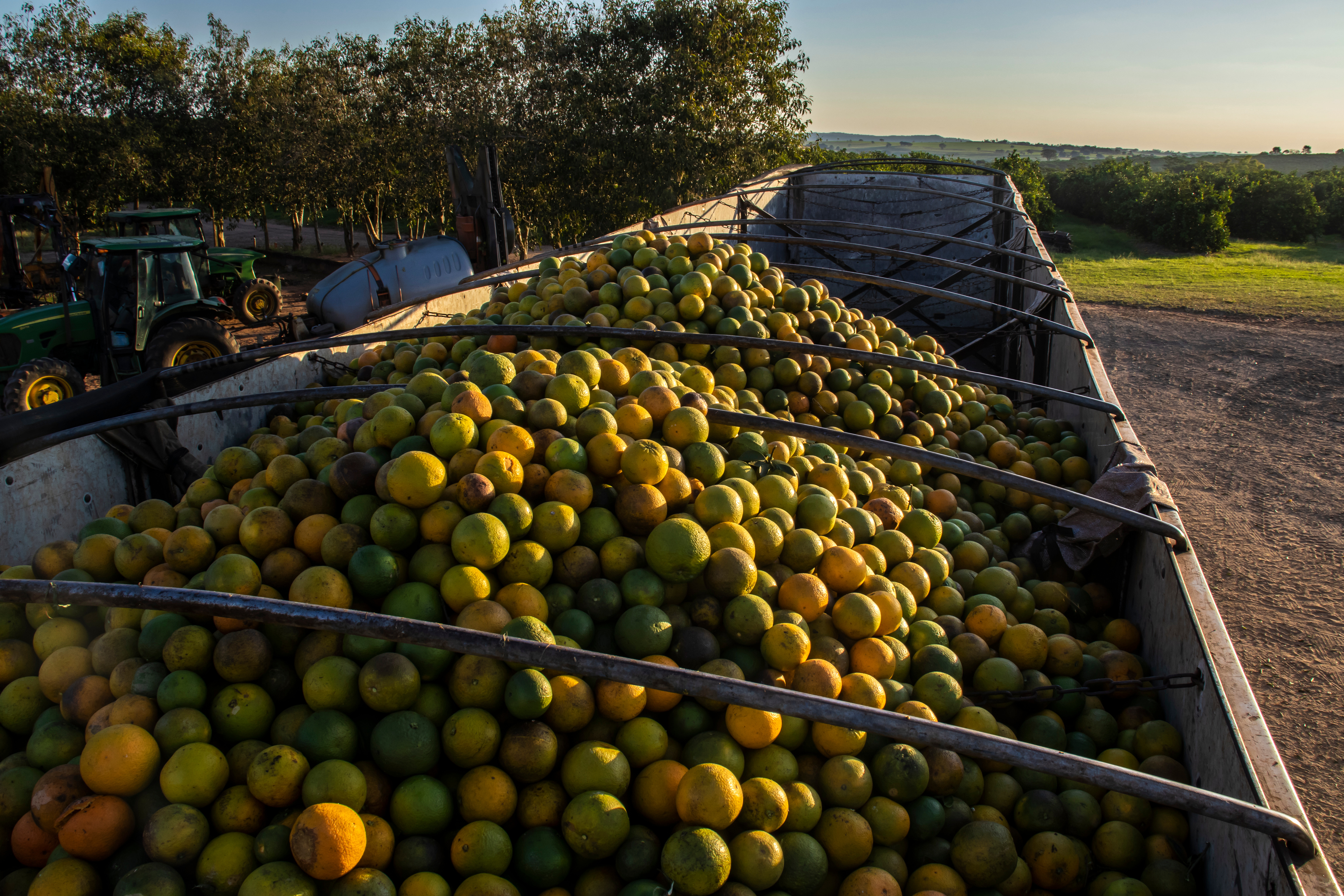 A May 2026 forecast from De Monchy predicts a further 12.9% reduction in the Brazilian orange crop, marking the sixth consecutive small harvest heavily impacted by greening.