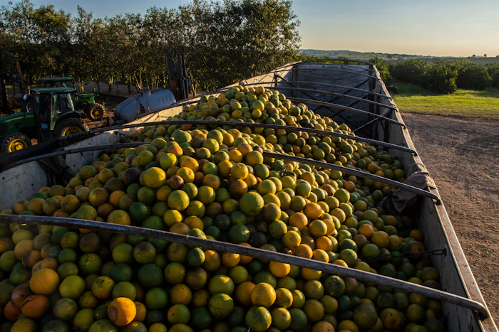 A May 2026 forecast from De Monchy predicts a further 12.9% reduction in the Brazilian orange crop, marking the sixth consecutive small harvest heavily impacted by greening.