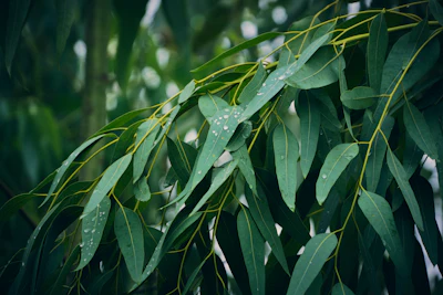 How can companies insulate supply chains from the pricing rebound of eucalyptus oil globulus, where growers are actively holding back stock in response to Middle East transit disruptions?