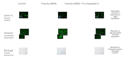 Figure 2 - Representative immunofluorescence images illustrating the effects of Oripeptide-3 in a Foxo3a-induced accelerated aging model.