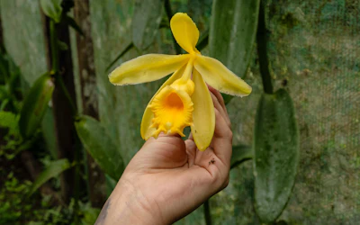 Hand holding a vibrant yellow orchid flower with orange center against green foliage