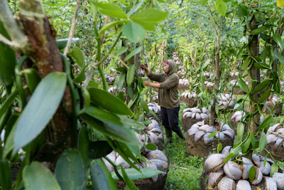 Farmer harvesting crops in a field with white protective plant covers