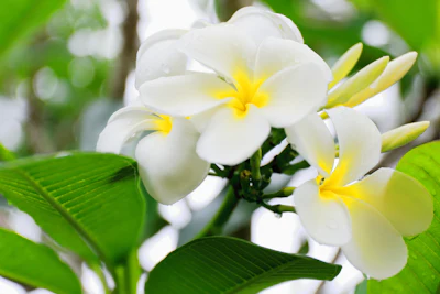 White plumeria flowers with yellow centers and green buds clustered together
